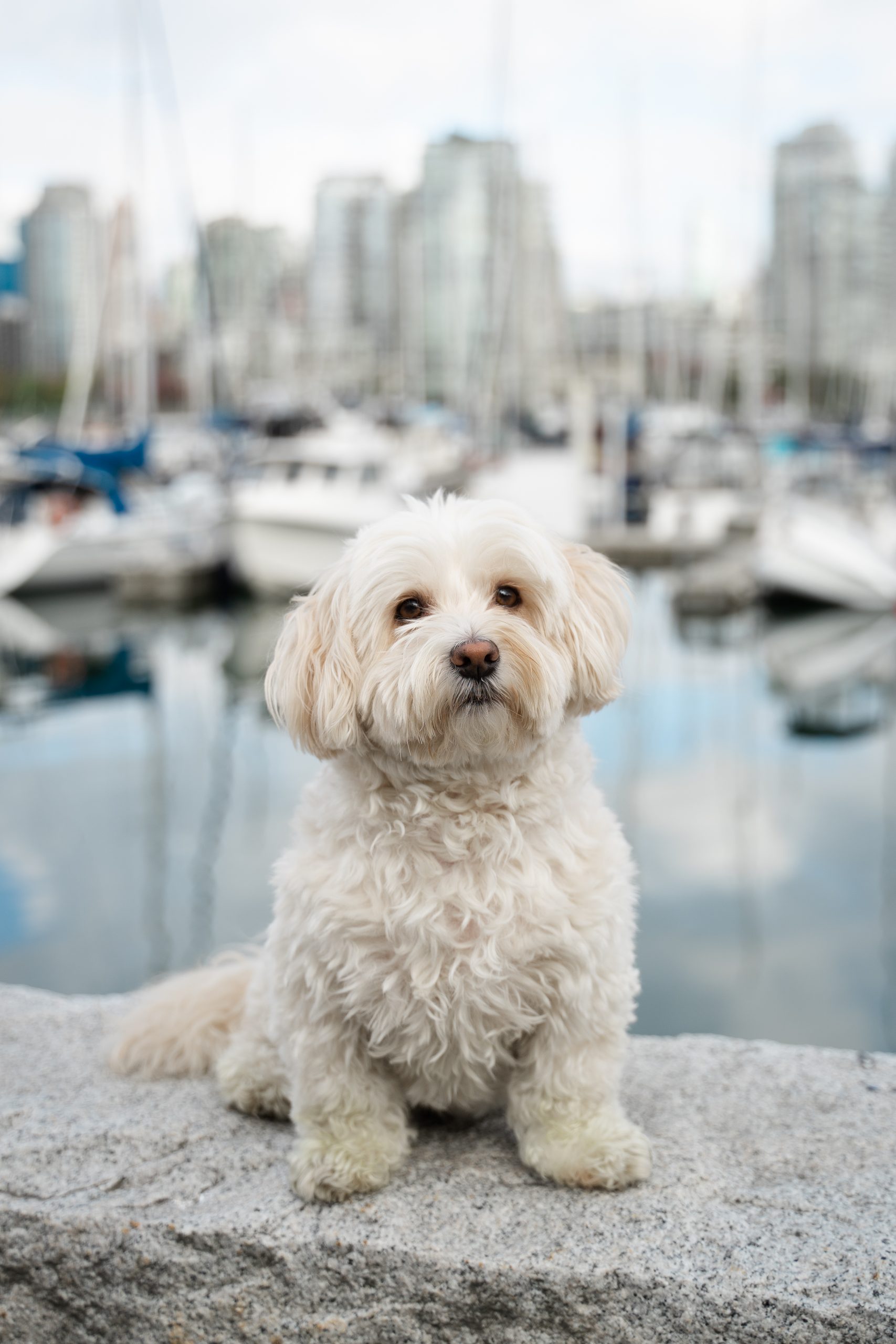 Benny on the seawall